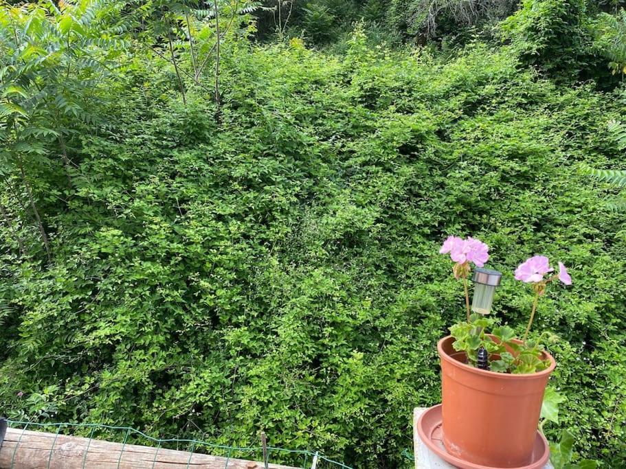 Villa Serenice - F2 Au Calme, Climatise, Wifi Et Parking Gratuit 외부 사진